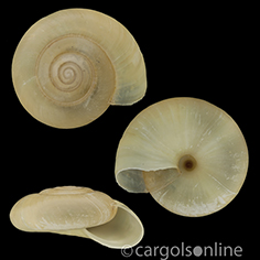 IMG_detallada/Oxychilus (Oxychilus) cellarius.jpg